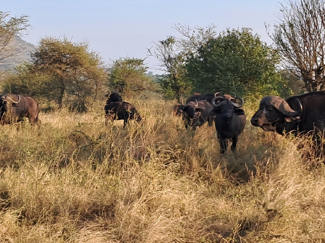 Serengeti and Ngorongoro crater-Ikoma必去景点