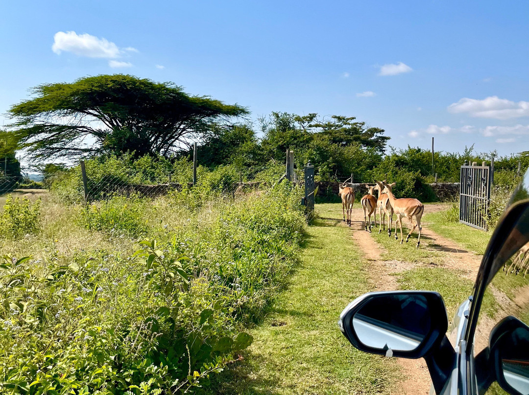 Nyati Hill Cottages主图