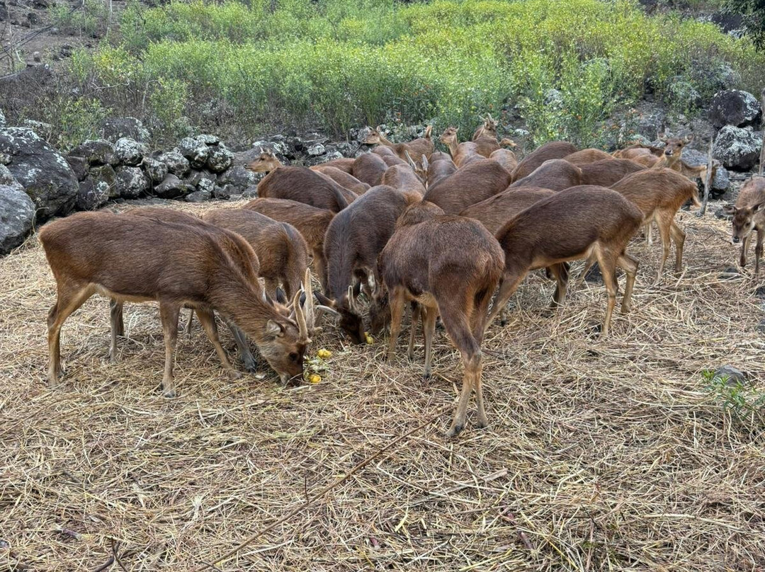 Chez Marcel - Brasserie La Mafataise主图