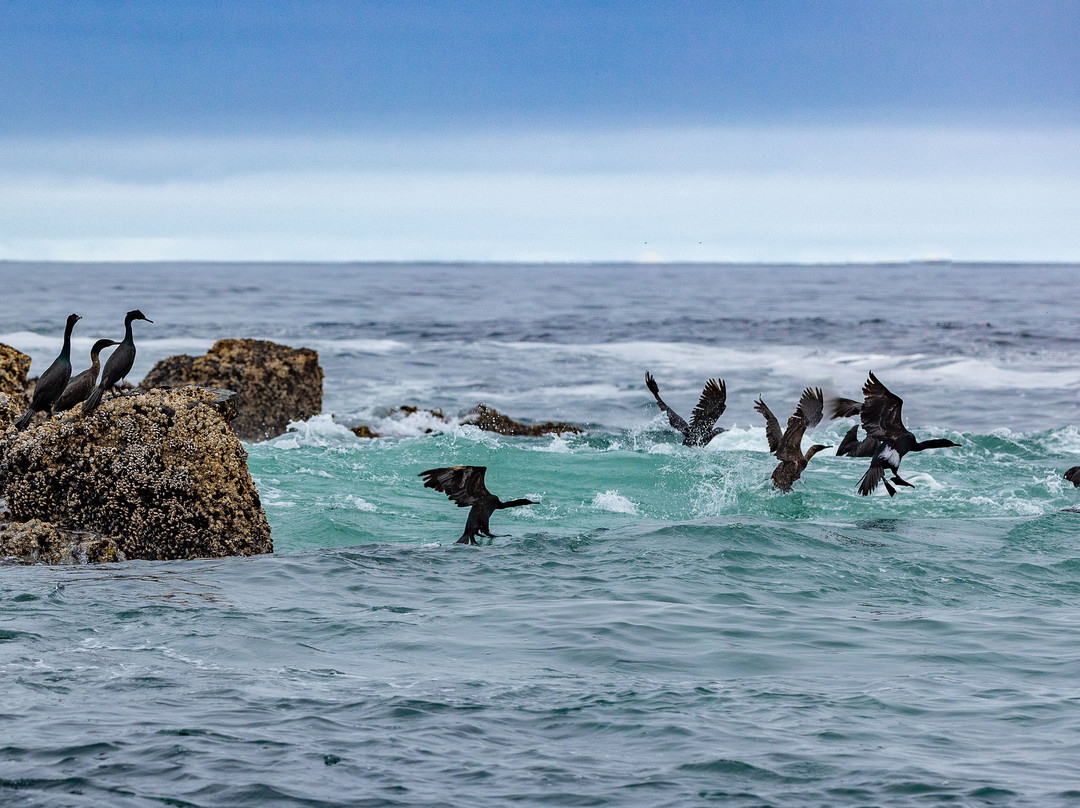 Sitka Wildlife Adventures景点图片