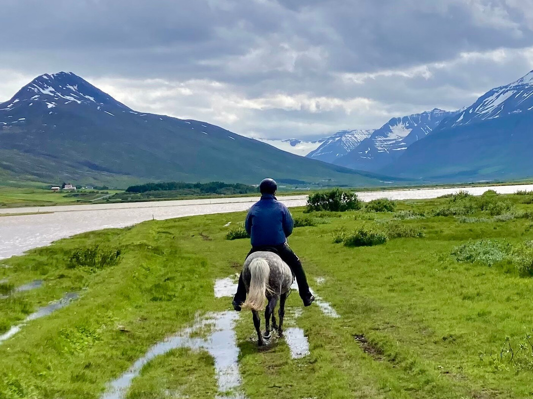 Tvistur Horse Rental-Dalvik必去景点