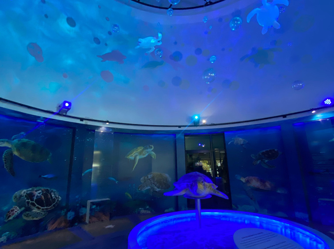 Sea Turtle Conservation Center, Sattahip-色桃邑必去景点