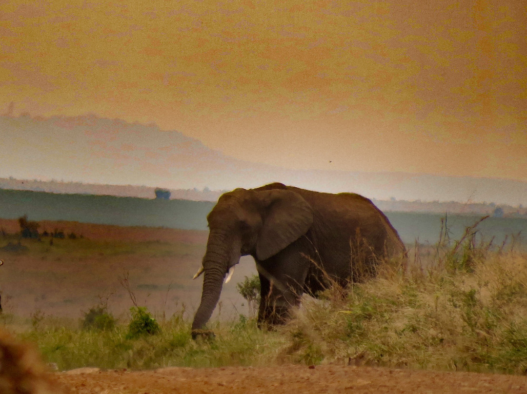 Dusty Roads Masai Mara-马赛马拉国家野生动物保护区必去景点