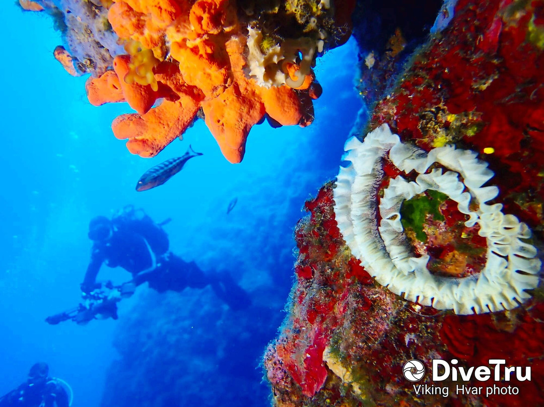 Diving Center Viking Hvar景点图片