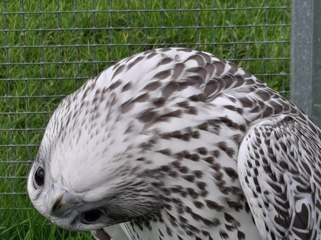 Huntly Falconry-Huntly必去景点