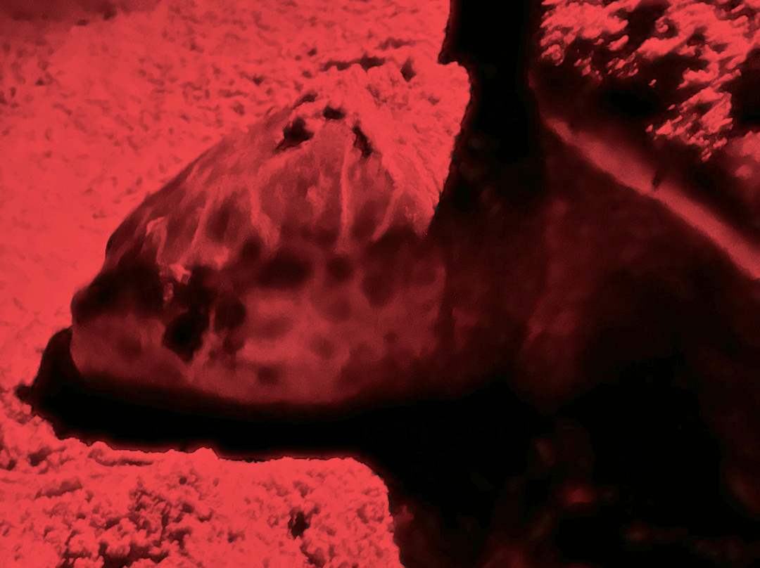 Calutours-萨尔雷必去景点