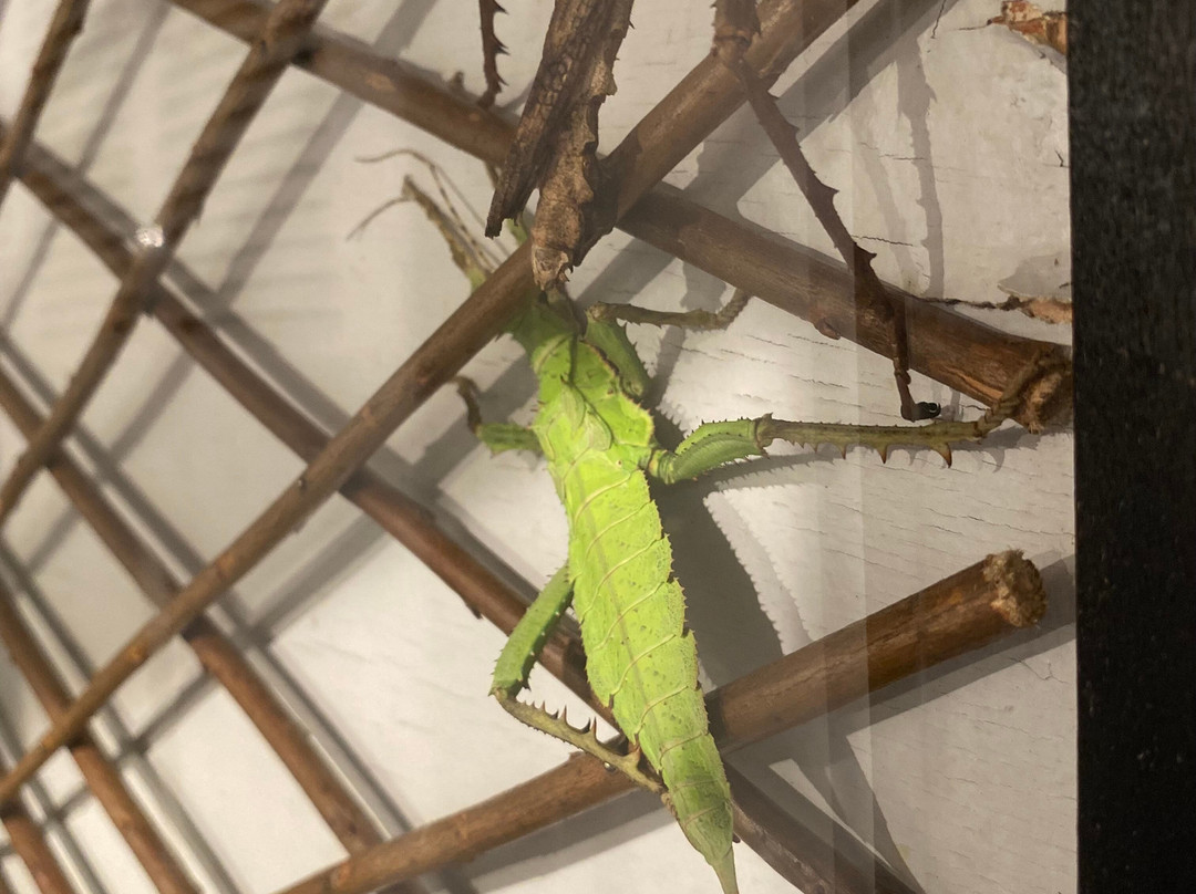 Newfoundland Insectarium-Reidville必去景点