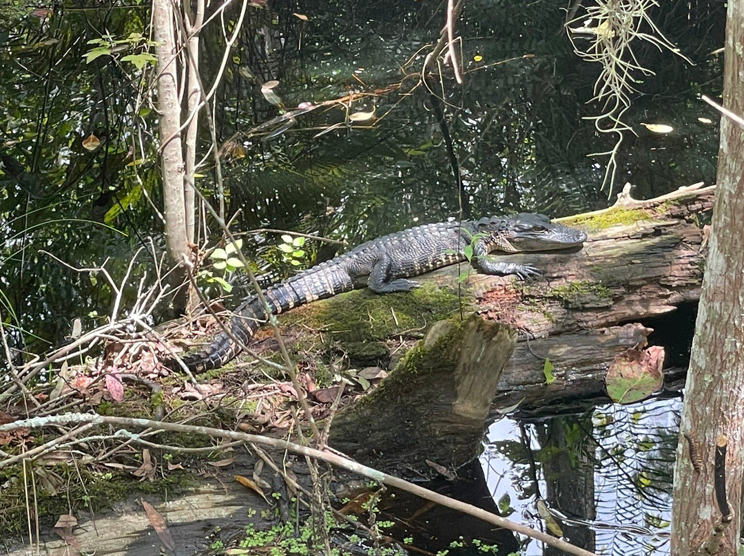 Osceola Schools Environmental Study Center-基西米必去景点