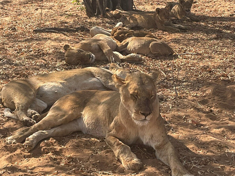 Sight Africa Travel & Tours-李文斯顿必去景点