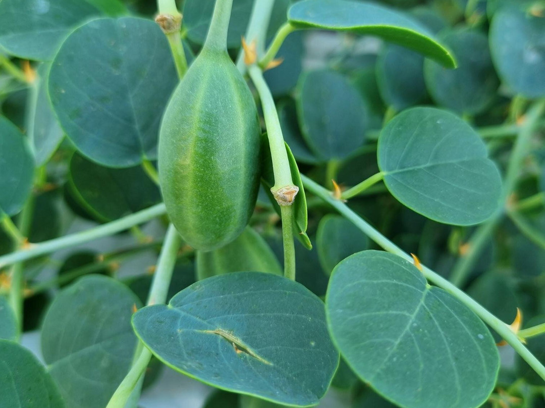 Hotel Romantica Apartments主图