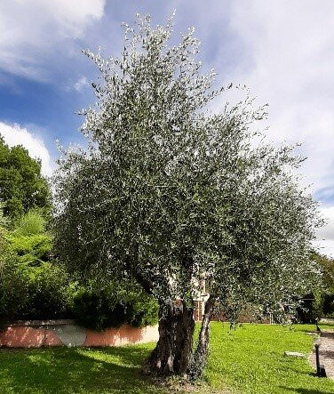 Frantoio dei Colli Toscani景点图片