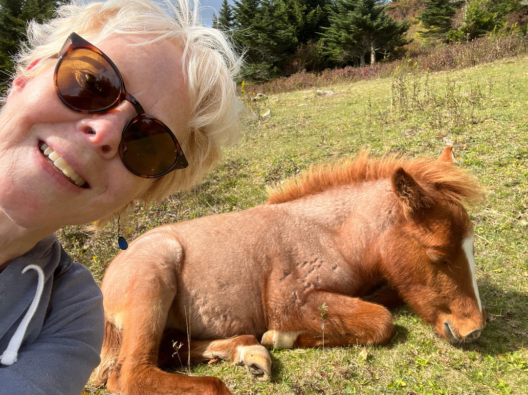 Grayson Highlands State Park-Mouth of Wilson必去景点