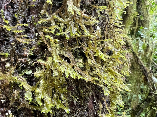 Los Gemelos-圣克鲁斯必去景点