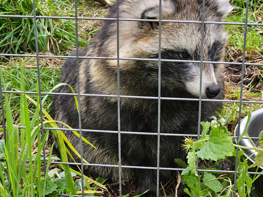 Hopefield Animal Sanctuary & Visitor Centre景点图片