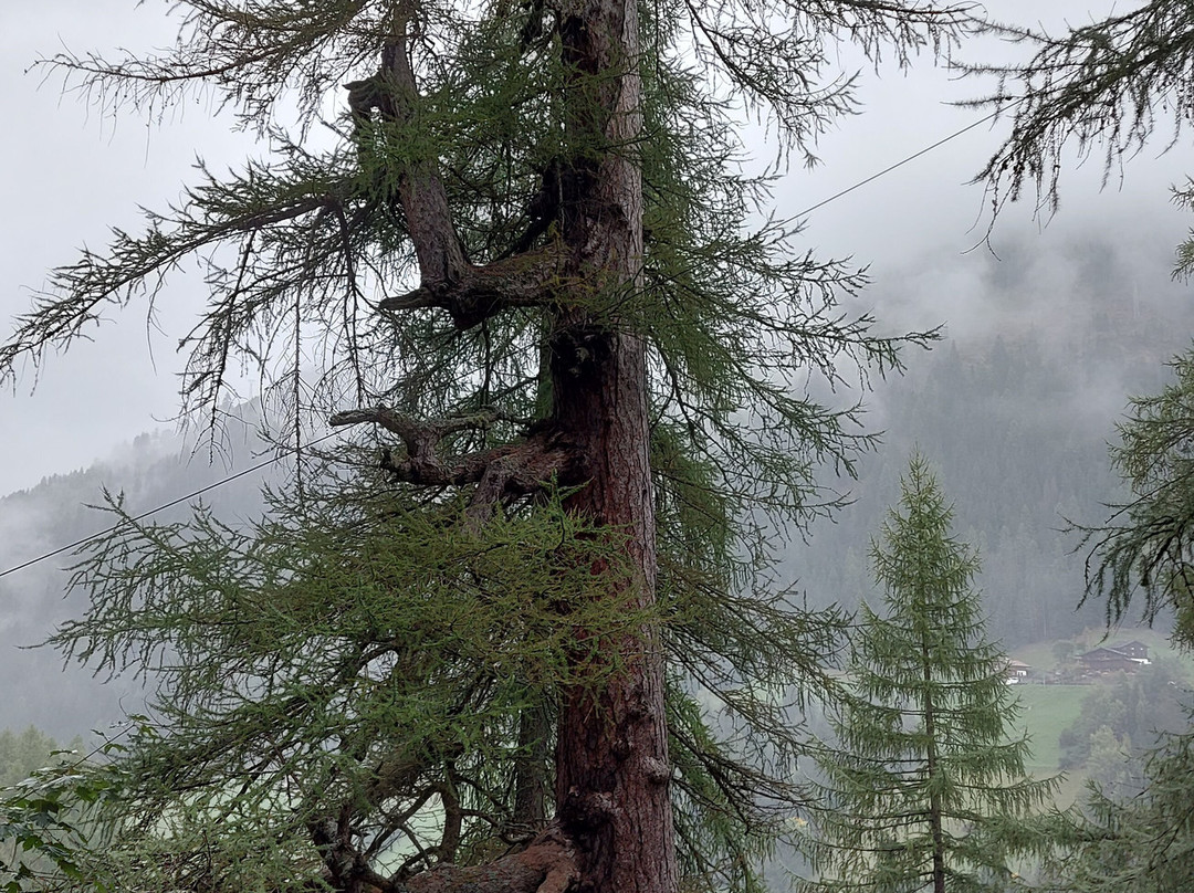 Ancient Larches of Val d'Ultimo Valley-Ultimo必去景点