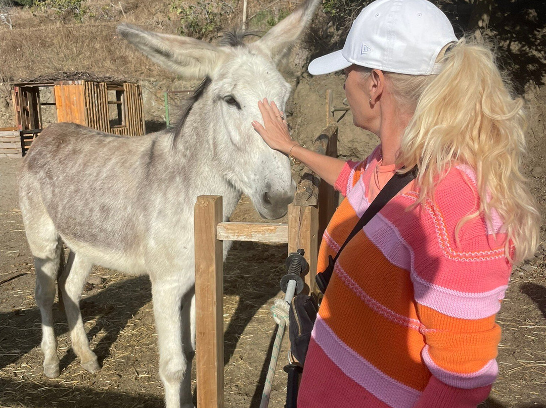 Donkey Dreamland景点图片
