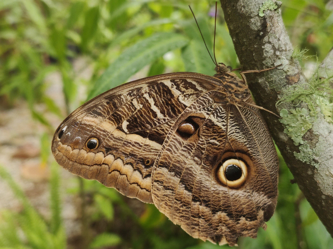 Borboletário Teresópolis-特雷索波利斯必去景点