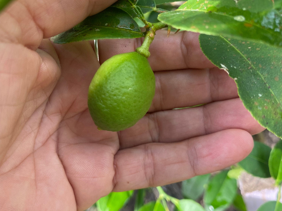 Medicinal and Edible Plant Tour-旧港必去景点