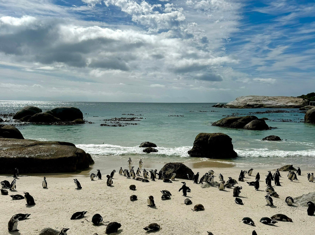 Alfies Adventures-Cape Point必去景点