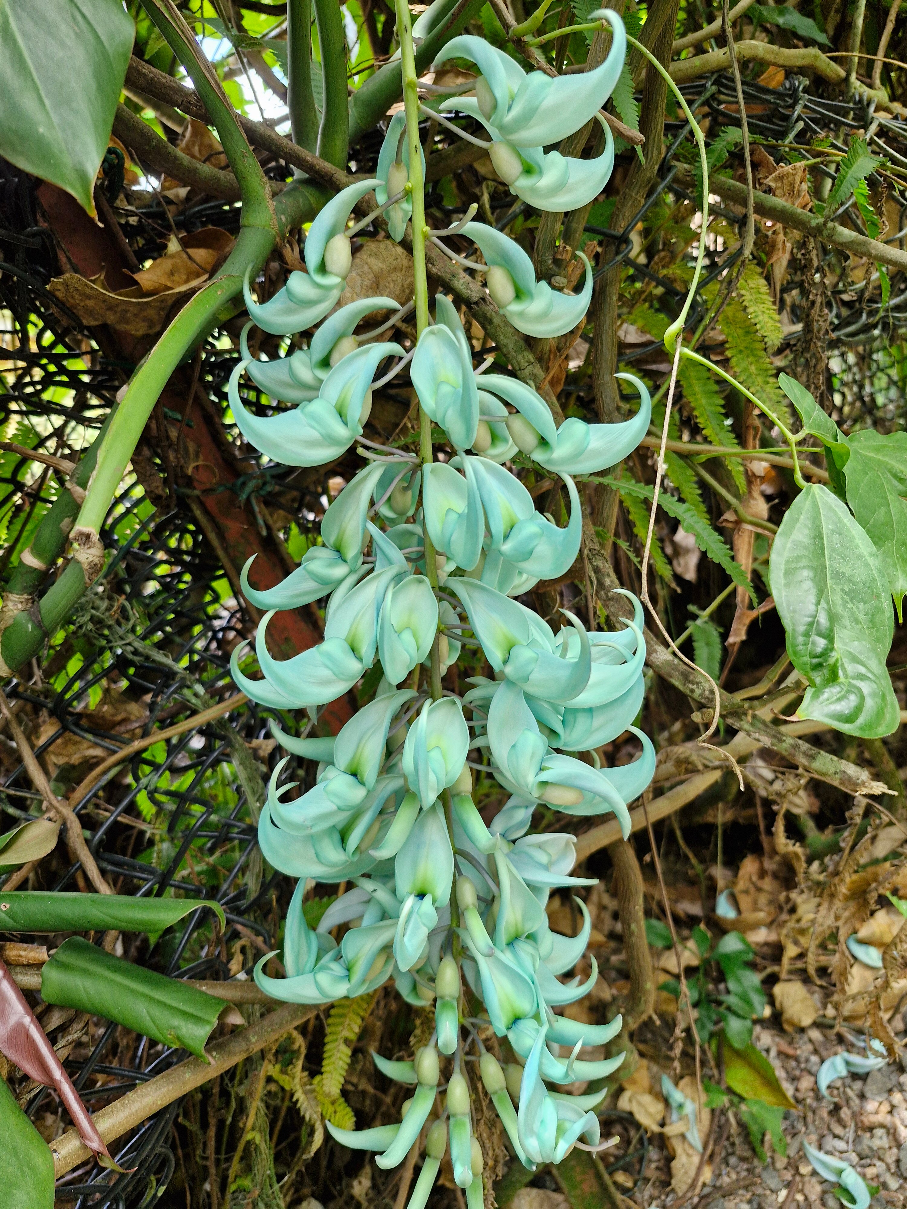 Kot Man-Ya Exotic Flower Garden用户实拍
