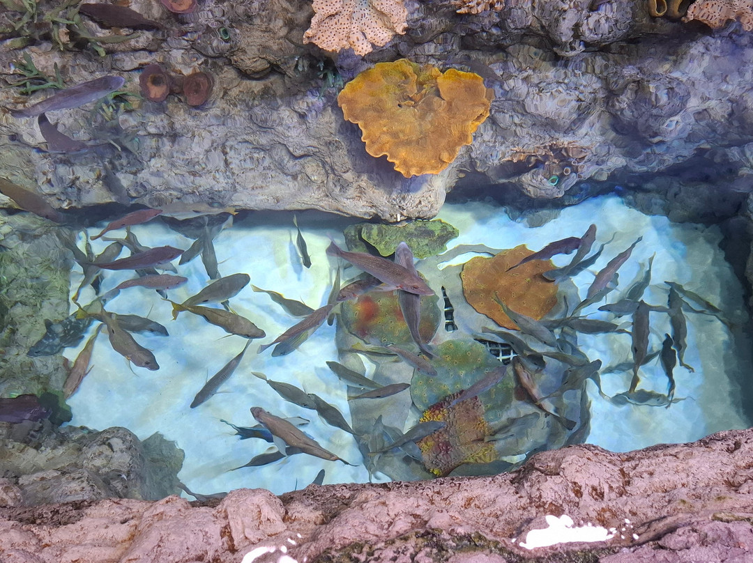 Sharjah Aquarium-沙迦必去景点