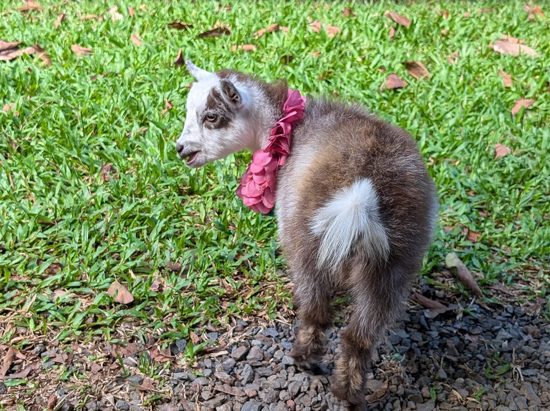 21 Degrees Estate Cacao Farm-卡内奥赫必去景点