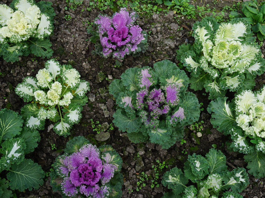 Company Garden景点图片