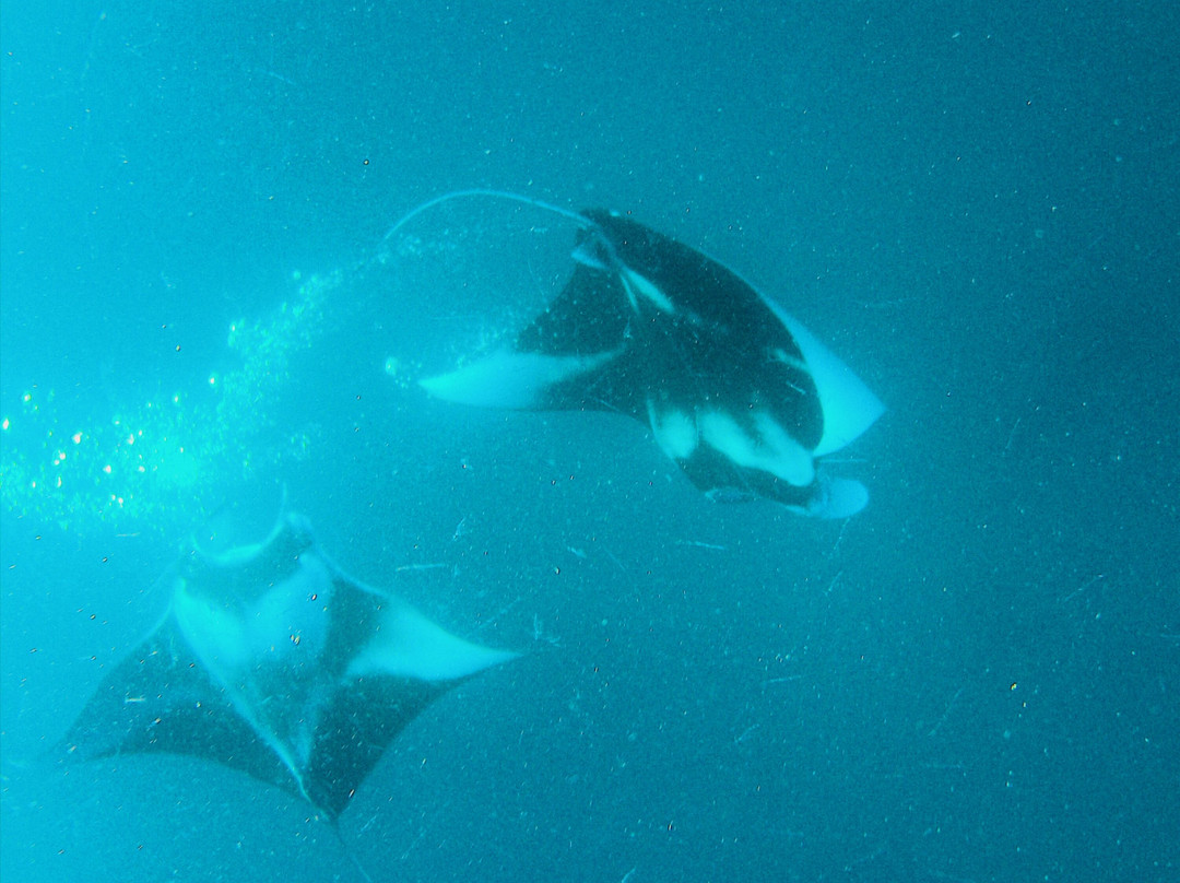 Meridis Dive and Water Sports at Cocogiri景点图片
