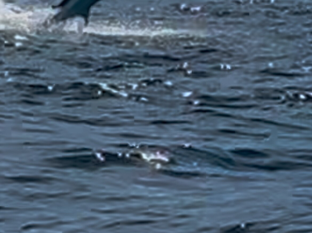 Samara Deep Sea Fishing And Lodge景点图片
