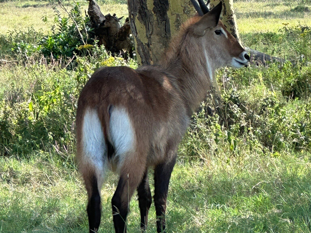 Soysambu Conservancy景点图片