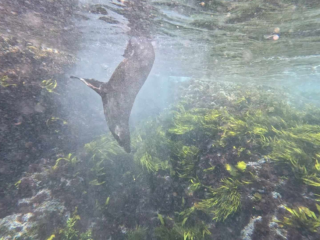 Underwater Safaris景点图片