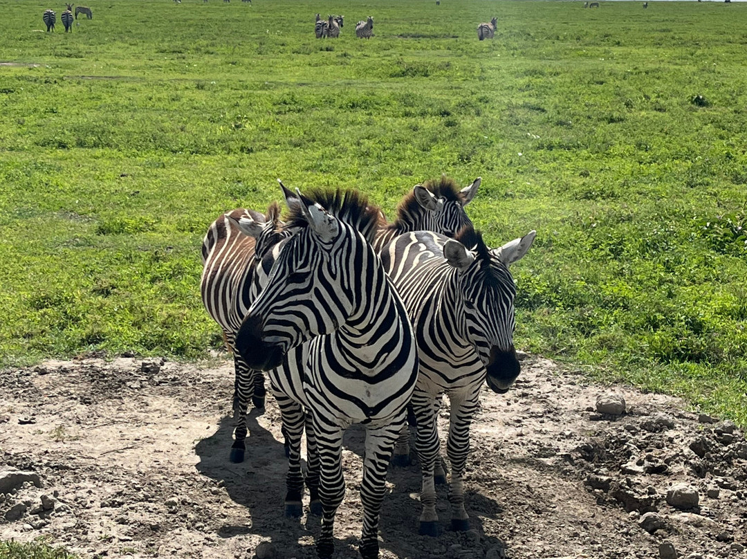 Evarest Adventures-阿鲁沙必去景点