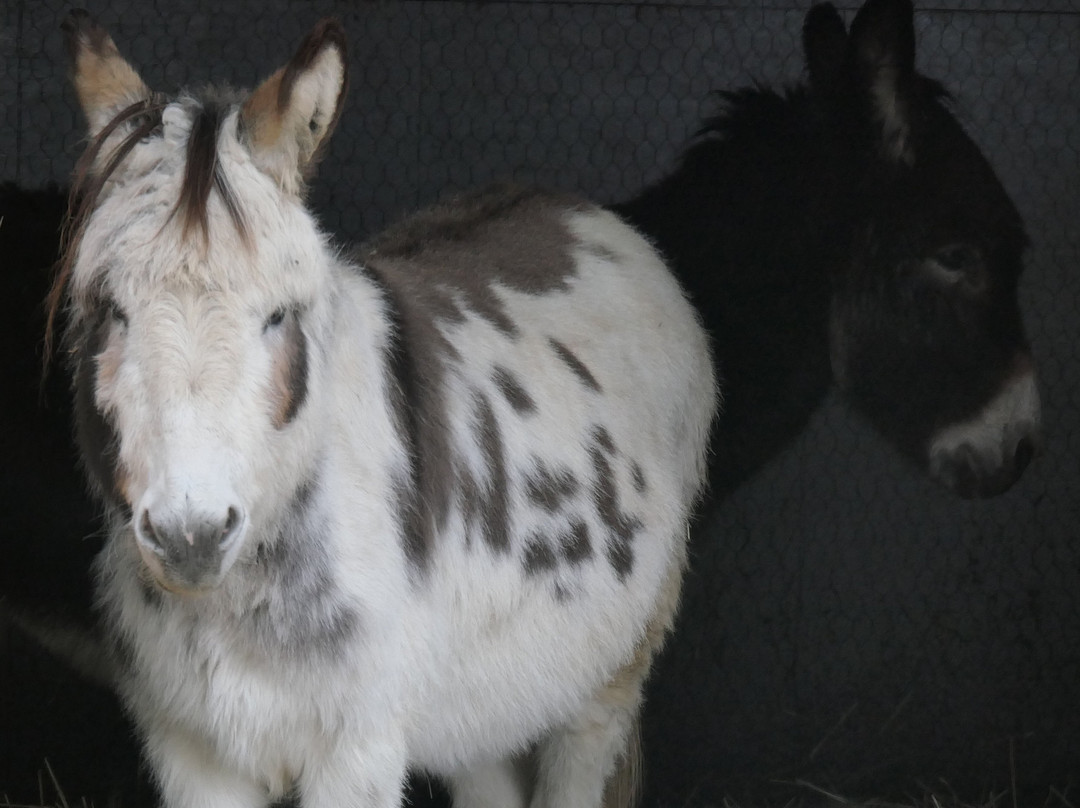 Island Farm Donkey Sanctuary-沃灵福德必去景点