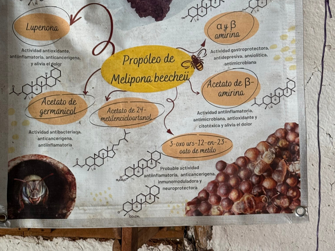 Meliponario "u Naajil Yuum K'iin"-Mani必去景点