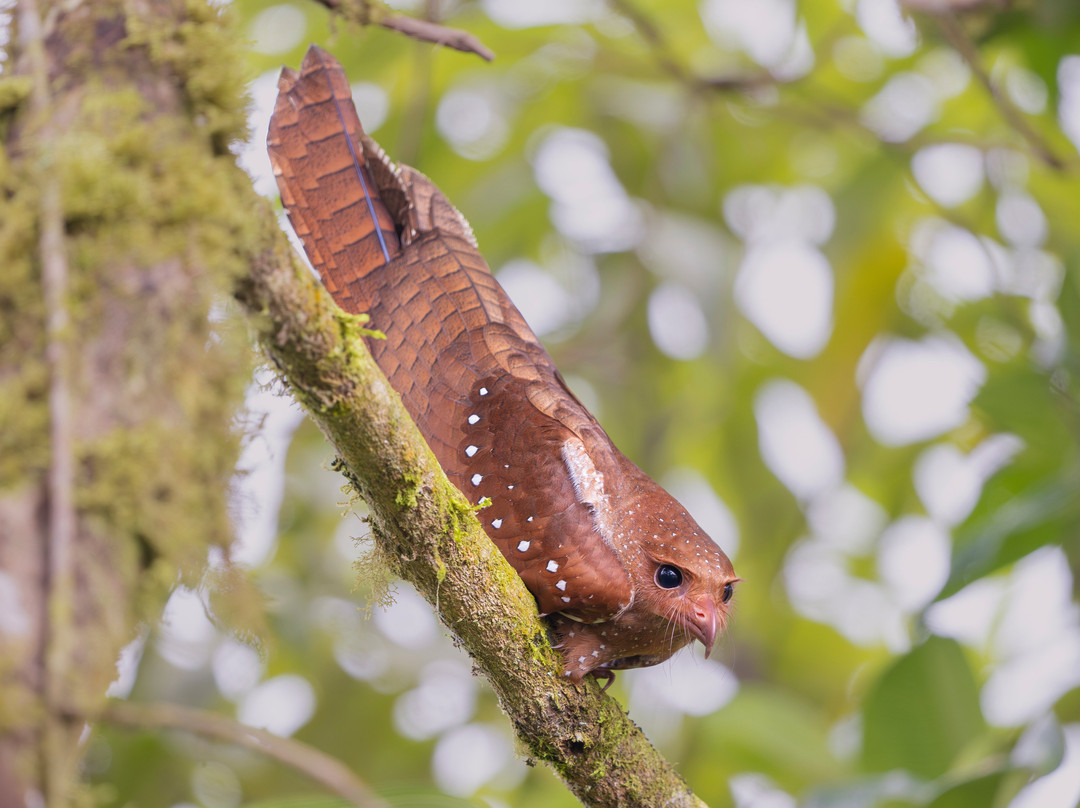Refugio Paz de las Aves主图