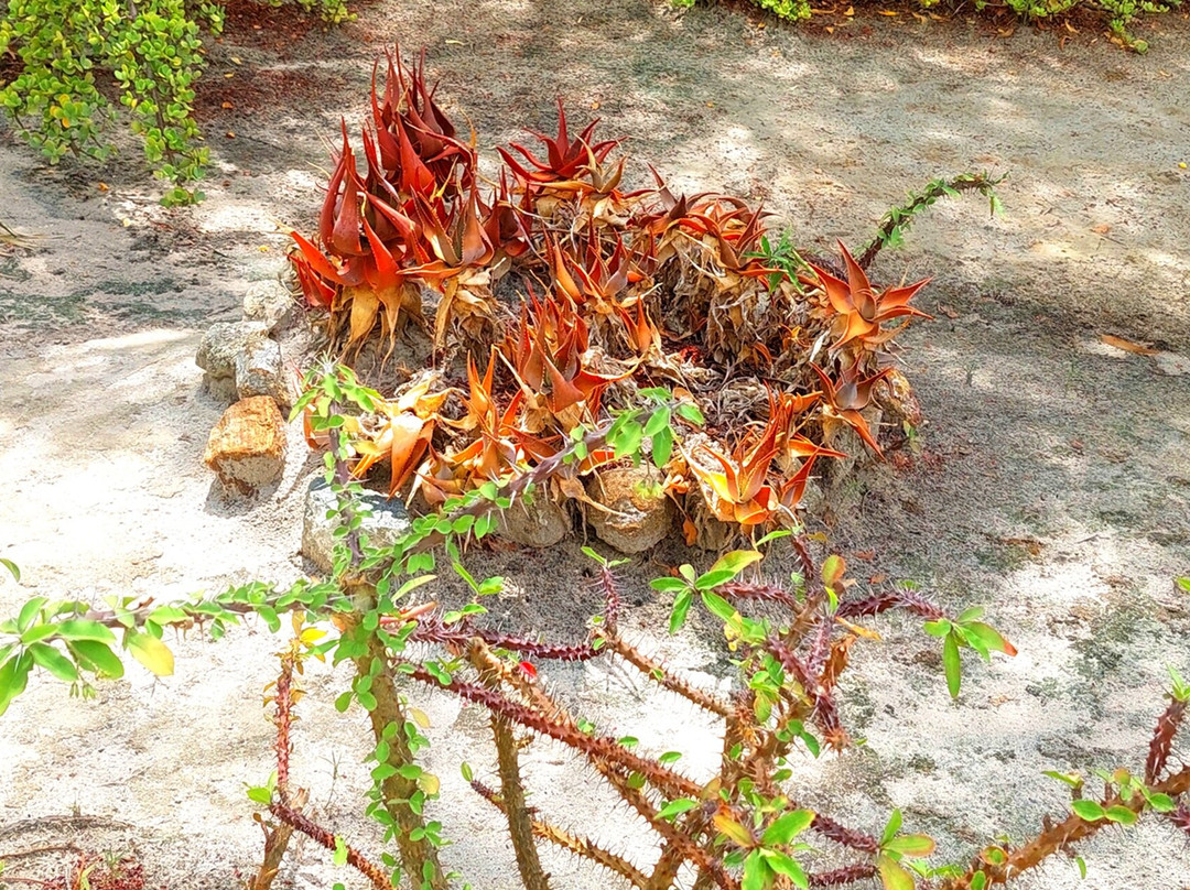 Arboretum of Ranopiso景点图片