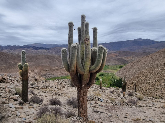 Ruins of Tastil-Province of Salta必去景点