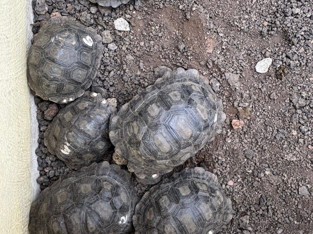 Galapaguera de Cerro Colorado景点图片