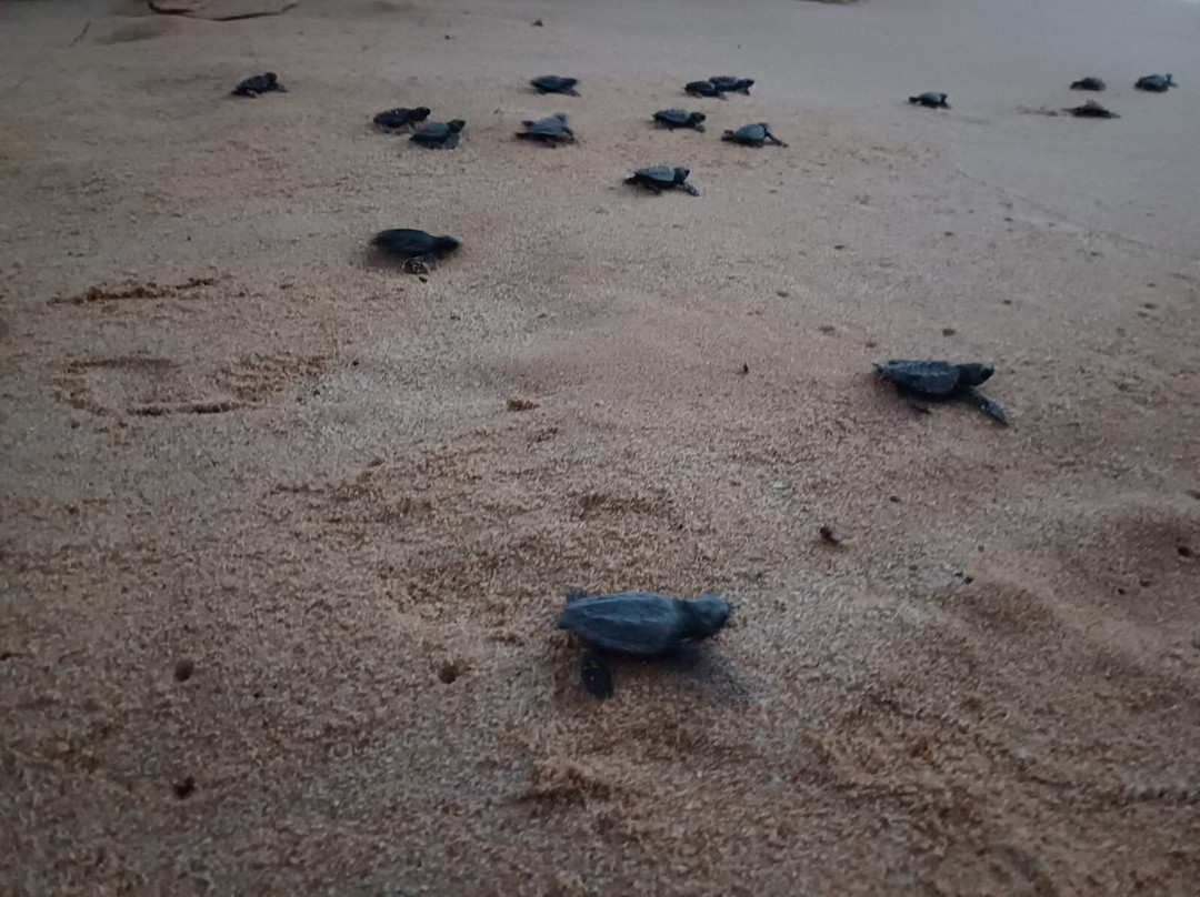 Turtle Point Batigama景点图片