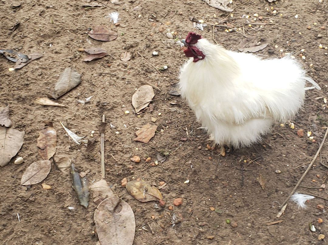 Ipe Park-Sao Benedito必去景点