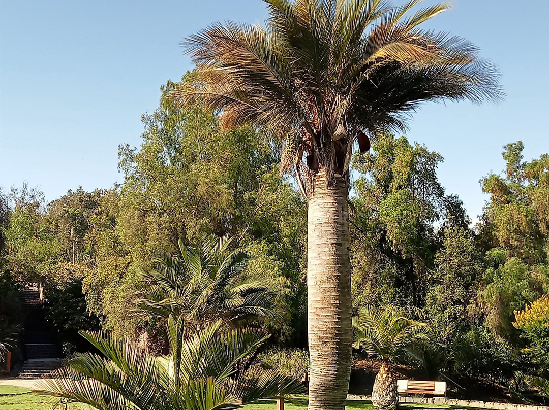 Jardín Botánico Mapulemu-圣地亚哥必去景点