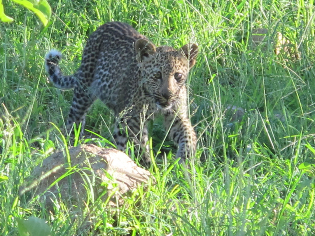 All Out Safaris-马里兰必去景点