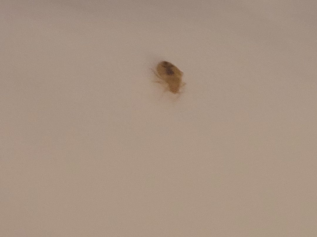 Super 8 by Wyndham St. Ignace主图