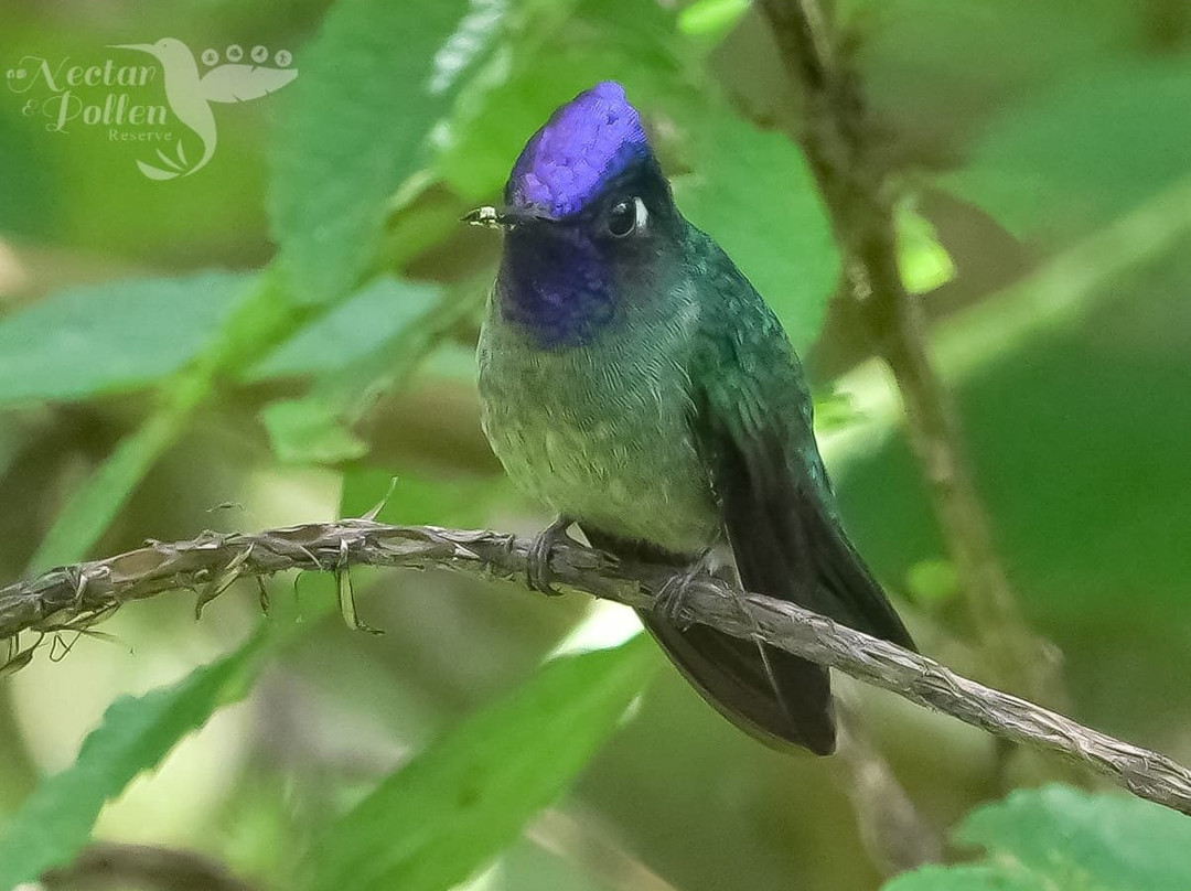Nectar Pollen Reserve景点图片