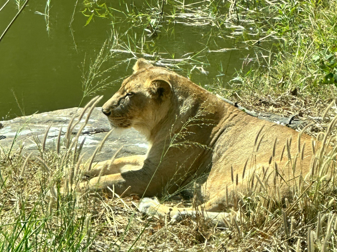 Bannerughatta Biological Park景点图片