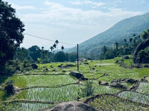 Srilankan Experience Zone景点图片