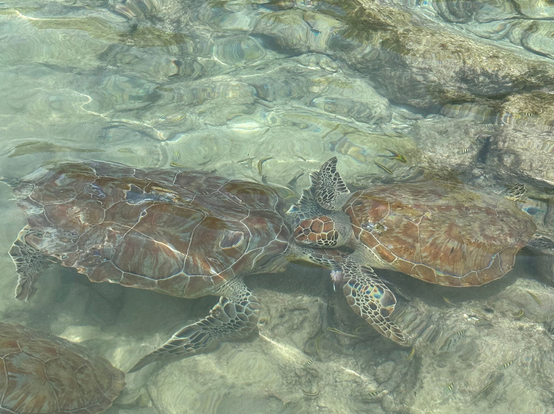 Daaibooi Beach-库拉索必去景点
