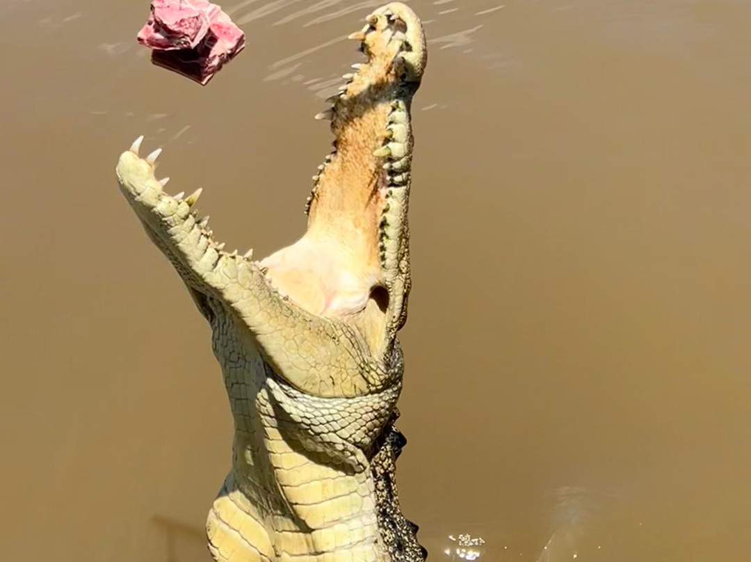 Spectacular Jumping Crocodile Cruise景点图片
