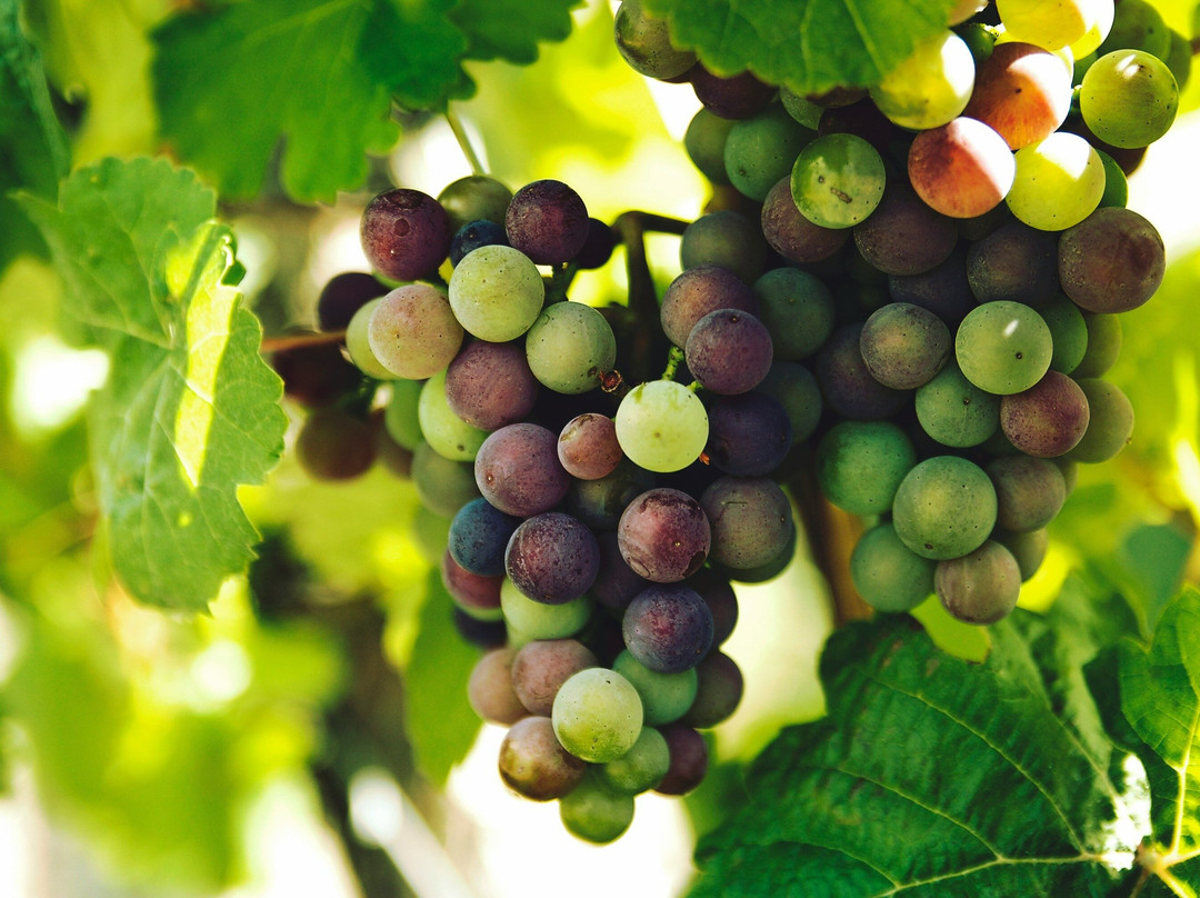 Feeling Portugal-塞新布拉必去景点