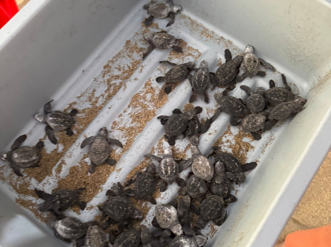 El Tortugario-Cuyutlan必去景点